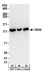 UBA6 Antibody in Western Blot (WB)