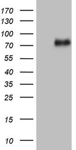 UBASH3A Antibody in Western Blot (WB)