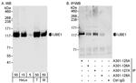 UBE1 Antibody in Western Blot (WB)