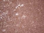 UBE2D2 Antibody in Immunohistochemistry (Paraffin) (IHC (P))