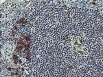 UBE2J1 Antibody in Immunohistochemistry (Paraffin) (IHC (P))