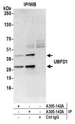 UBFD1 Antibody in Immunoprecipitation (IP)