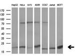 UBL4A Antibody in Western Blot (WB)