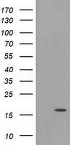 UBL4A Antibody in Western Blot (WB)