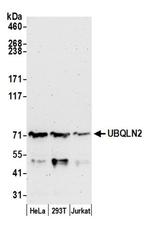 UBQLN2 Antibody in Western Blot (WB)