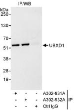 UBXD1 Antibody in Immunoprecipitation (IP)