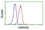 UBXN2B Antibody in Flow Cytometry (Flow)