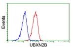 UBXN2B Antibody in Flow Cytometry (Flow)