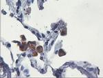 UBXN2B Antibody in Immunohistochemistry (Paraffin) (IHC (P))