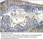 UCN2 Antibody in Immunohistochemistry (Paraffin) (IHC (P))