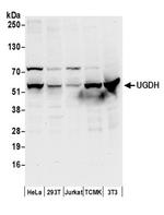 UGDH Antibody in Western Blot (WB)