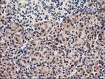 UNG Antibody in Immunohistochemistry (Paraffin) (IHC (P))