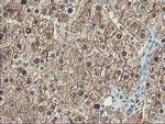 UNG Antibody in Immunohistochemistry (Paraffin) (IHC (P))