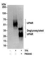 UPAR Antibody in Western Blot (WB)