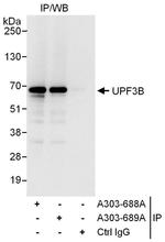 UPF3B Antibody in Immunoprecipitation (IP)
