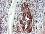 UPRT Antibody in Immunohistochemistry (Paraffin) (IHC (P))