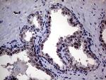 UPRT Antibody in Immunohistochemistry (Paraffin) (IHC (P))