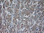 USP13 Antibody in Immunohistochemistry (Paraffin) (IHC (P))