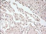 USP13 Antibody in Immunohistochemistry (Paraffin) (IHC (P))