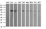 USP16 Antibody in Western Blot (WB)