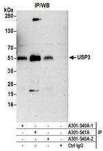 USP3 Antibody in Immunoprecipitation (IP)