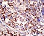 USP3 Antibody in Immunohistochemistry (IHC)