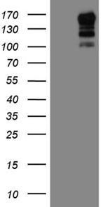 USP40 Antibody in Western Blot (WB)