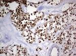 USP44 Antibody in Immunohistochemistry (Paraffin) (IHC (P))