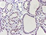 USP7 Antibody in Immunohistochemistry (Paraffin) (IHC (P))