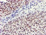 USP7 Antibody in Immunohistochemistry (Paraffin) (IHC (P))