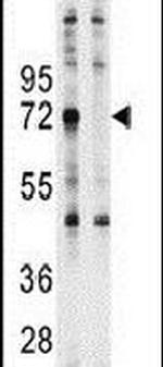 Ubiquilin 1 Antibody in Western Blot (WB)