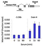 Ubiquitin Antibody in ChIP Assay (ChIP)