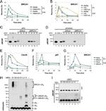 Ubiquitin Antibody in Western Blot (WB)