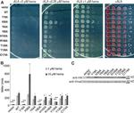 VMA2 Antibody in Western Blot (WB)