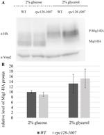 VMA2 Antibody in Western Blot (WB)