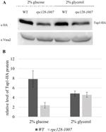 VMA2 Antibody in Western Blot (WB)