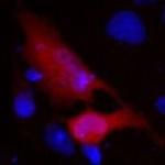 V5 Tag Antibody in Immunocytochemistry (ICC/IF)