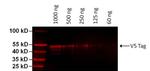 V5 Tag Antibody in Western Blot (WB)