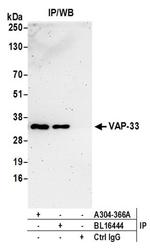 VAP-33 Antibody in Western Blot (WB)