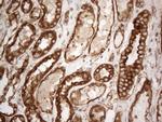 VAPA Antibody in Immunohistochemistry (Paraffin) (IHC (P))