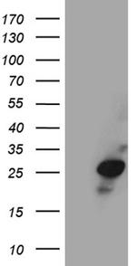 VAX1 Antibody in Western Blot (WB)