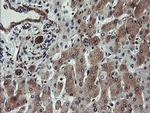 VBP1 Antibody in Immunohistochemistry (Paraffin) (IHC (P))