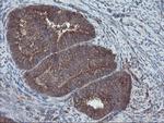 VBP1 Antibody in Immunohistochemistry (Paraffin) (IHC (P))