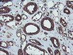 VBP1 Antibody in Immunohistochemistry (Paraffin) (IHC (P))