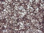 VBP1 Antibody in Immunohistochemistry (Paraffin) (IHC (P))