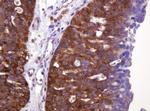 VBP1 Antibody in Immunohistochemistry (Paraffin) (IHC (P))