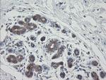 VBP1 Antibody in Immunohistochemistry (Paraffin) (IHC (P))