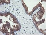 VBP1 Antibody in Immunohistochemistry (Paraffin) (IHC (P))