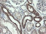 VBP1 Antibody in Immunohistochemistry (Paraffin) (IHC (P))