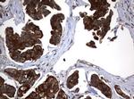 VBP1 Antibody in Immunohistochemistry (Paraffin) (IHC (P))